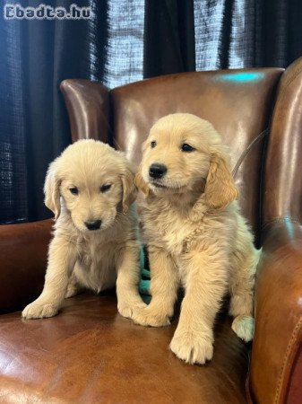 Golden retriever kölykök