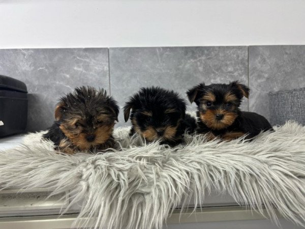 Yorkshire terrier