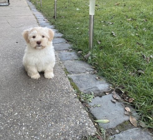 Bichon Havanese