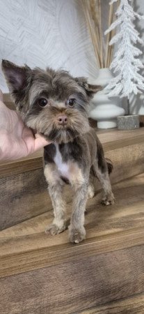 Yorkshire Terrier/Yorki