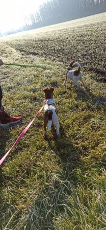 Fox terrier kis kutyák