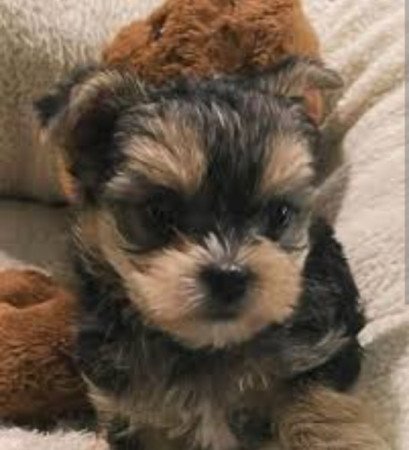 Yorkshire terrier