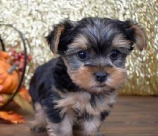 Yorkshire terrier