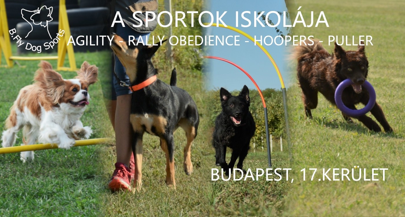 B.Fly Dog Sports Kutyaiskola