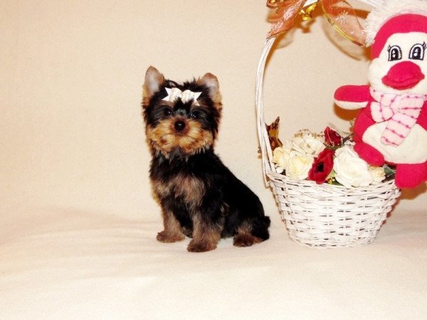 Yorkshire Terrier, Yorki