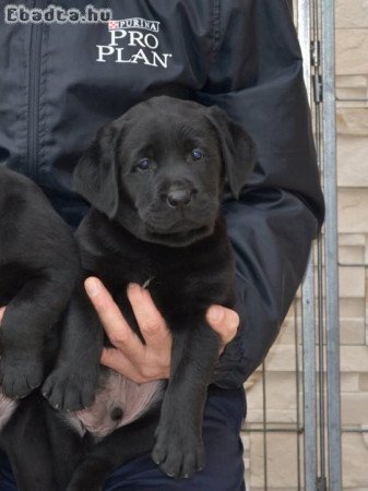 Minőségi Labrador kan kölyök