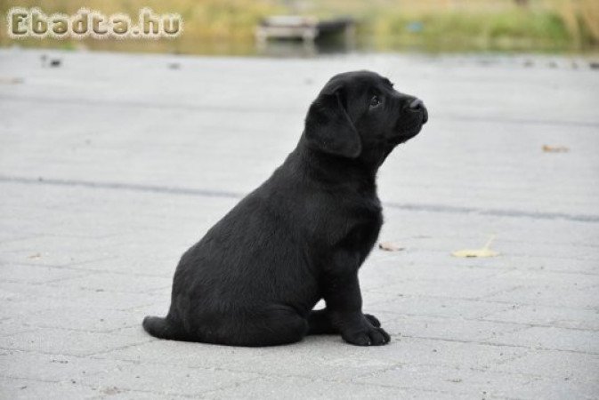 Minőségi Labrador kan kölyök