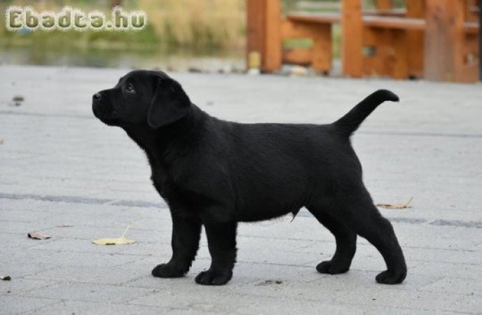 Minőségi Labrador kan kölyök