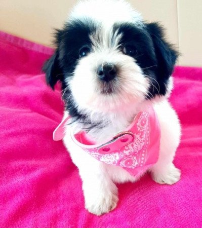 Havanese