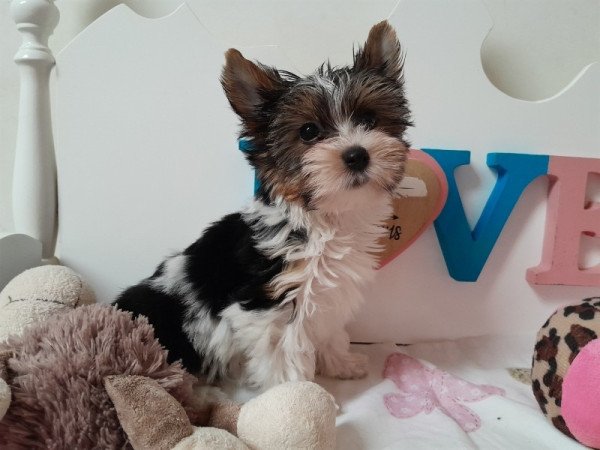 Biewer Yorkshire terrier