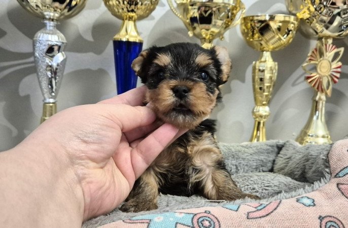 Yorkshire terrier