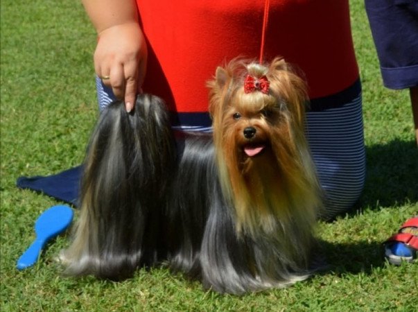 Yorkshire terrier