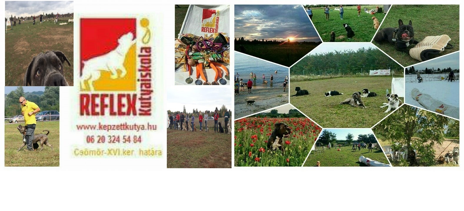 Reflex Kutyaiskola
