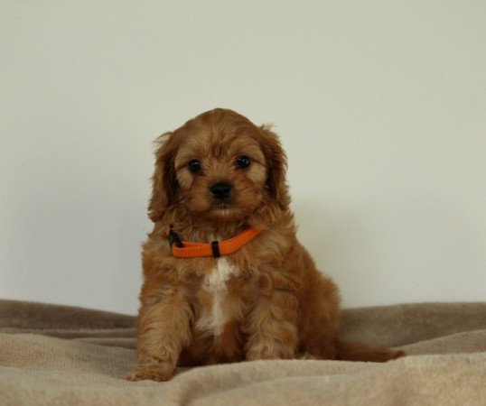 Cavapoo