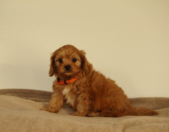 Cavapoo