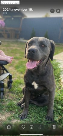 Cane corso