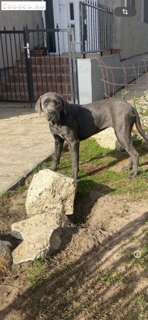 Cane corso