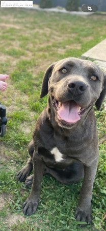 Cane corso