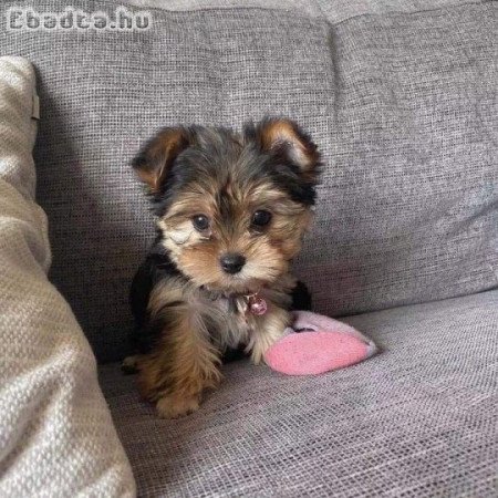 Yorkshire terrier kölyök