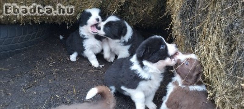 Border collie kiskutyák