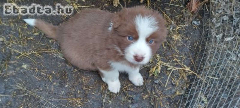 Border collie kiskutyák