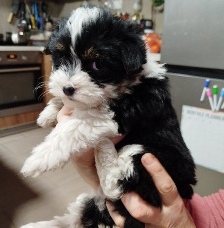 Bichon Havanese