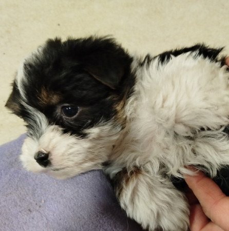 Bichon Havanese