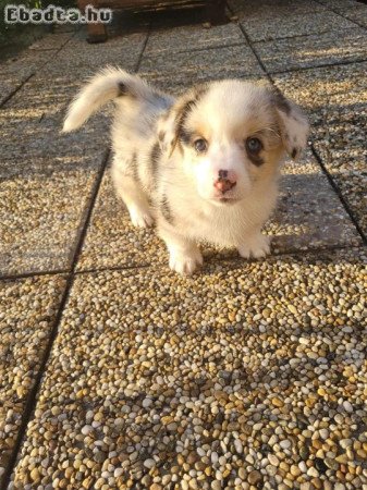 Welsh Corgi Pembroke - Blue Merle