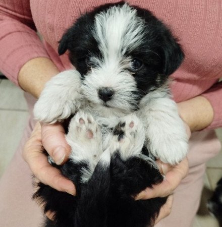 Bichon Havanese