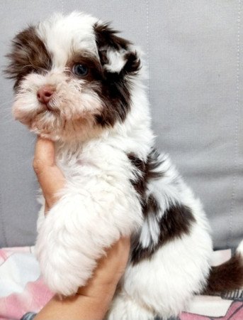 Bichon Havanese