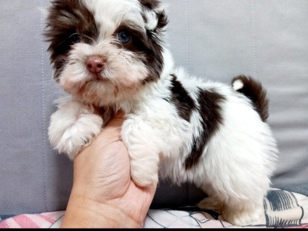 Bichon Havanese