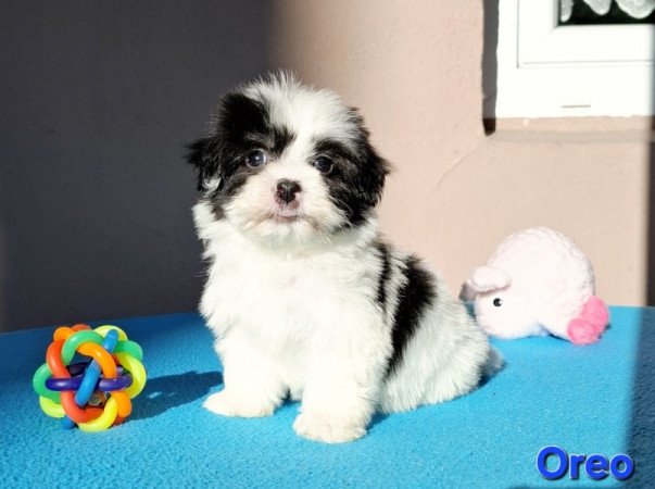 Bichon havanese