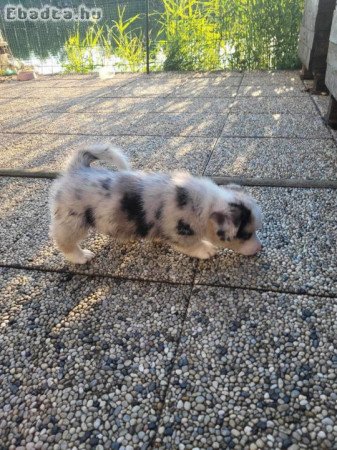 Welsh Corgi Pembroke - Blue Merle