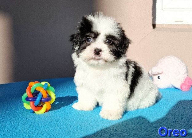 Bichon havanese