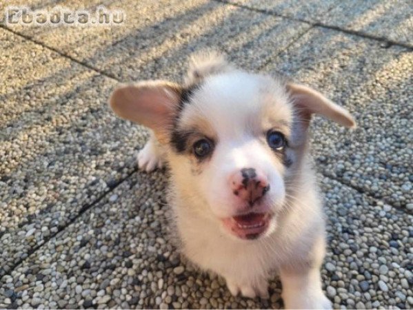 Welsh Corgi Pembroke - Blue Merle