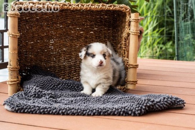 Welsh Corgi Pembroke - Blue Merle