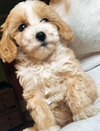 Maltipoo máltai selyem uszkár