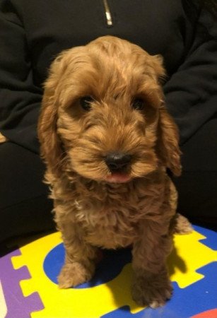 Cavapoo Cockapoo uszkár spániel