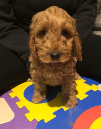 Cavapoo Cockapoo uszkár spániel