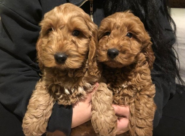 Cavapoo Cockapoo uszkár spániel