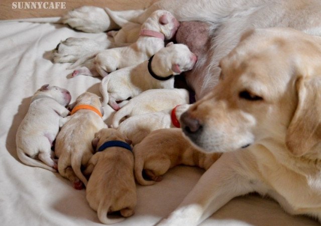 Labrador retriever