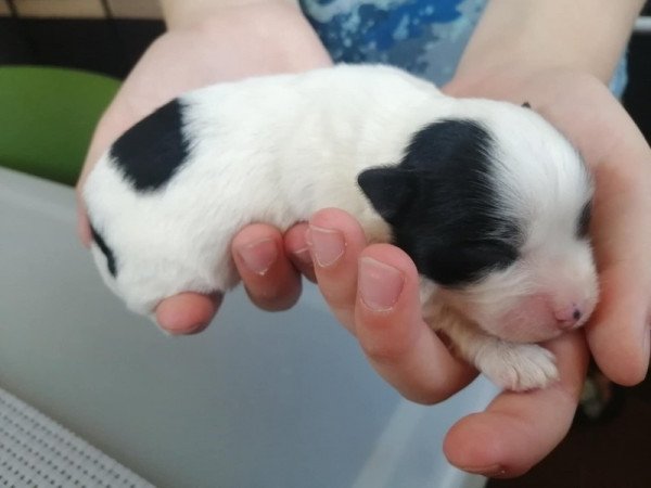 Bichon havanese