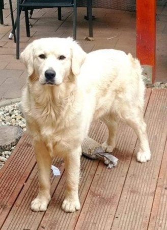 Golden retriever