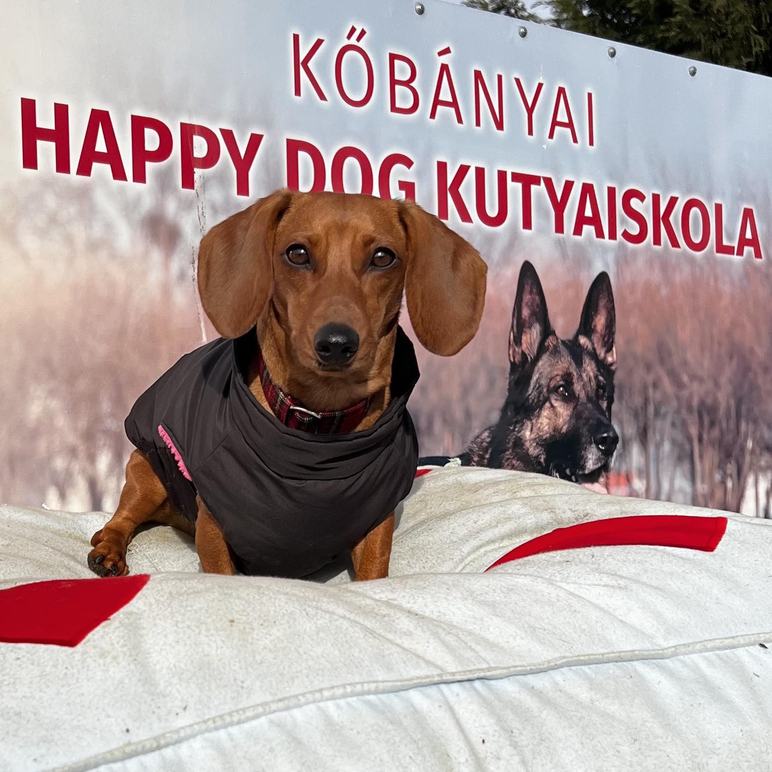 Happy Dog Kutyaiskola