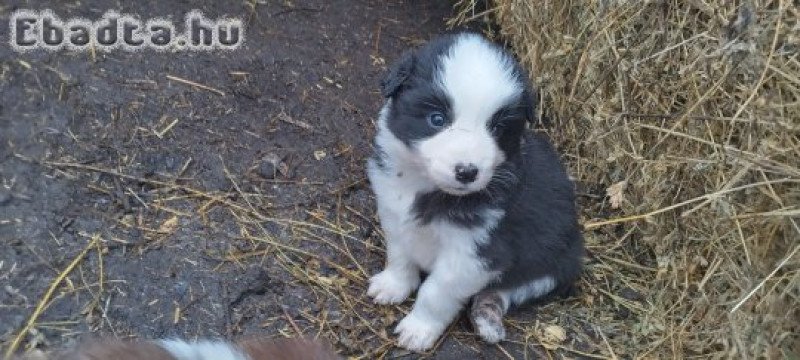 Border collie kiskutyák