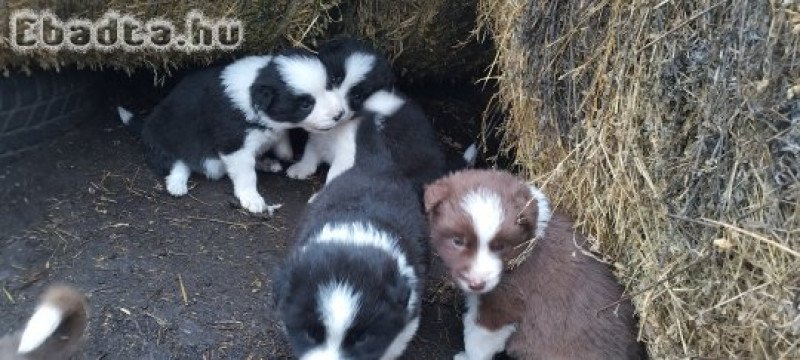 Border collie kiskutyák