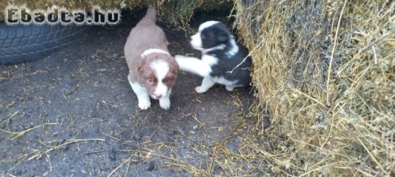 Border collie kiskutyák