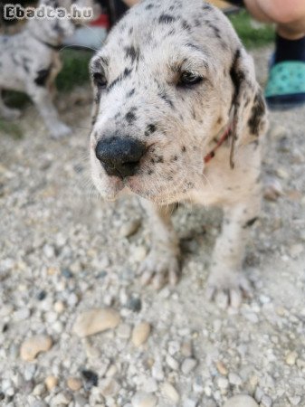 Német dog kiskutyák eladók