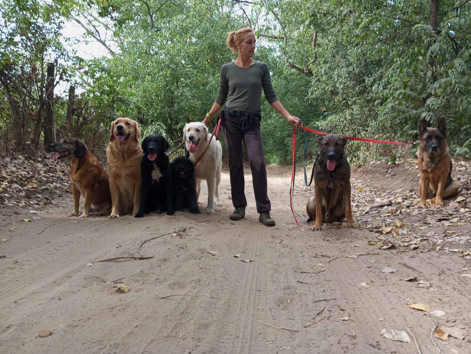 Tanítalak Kutyaiskola Csomád