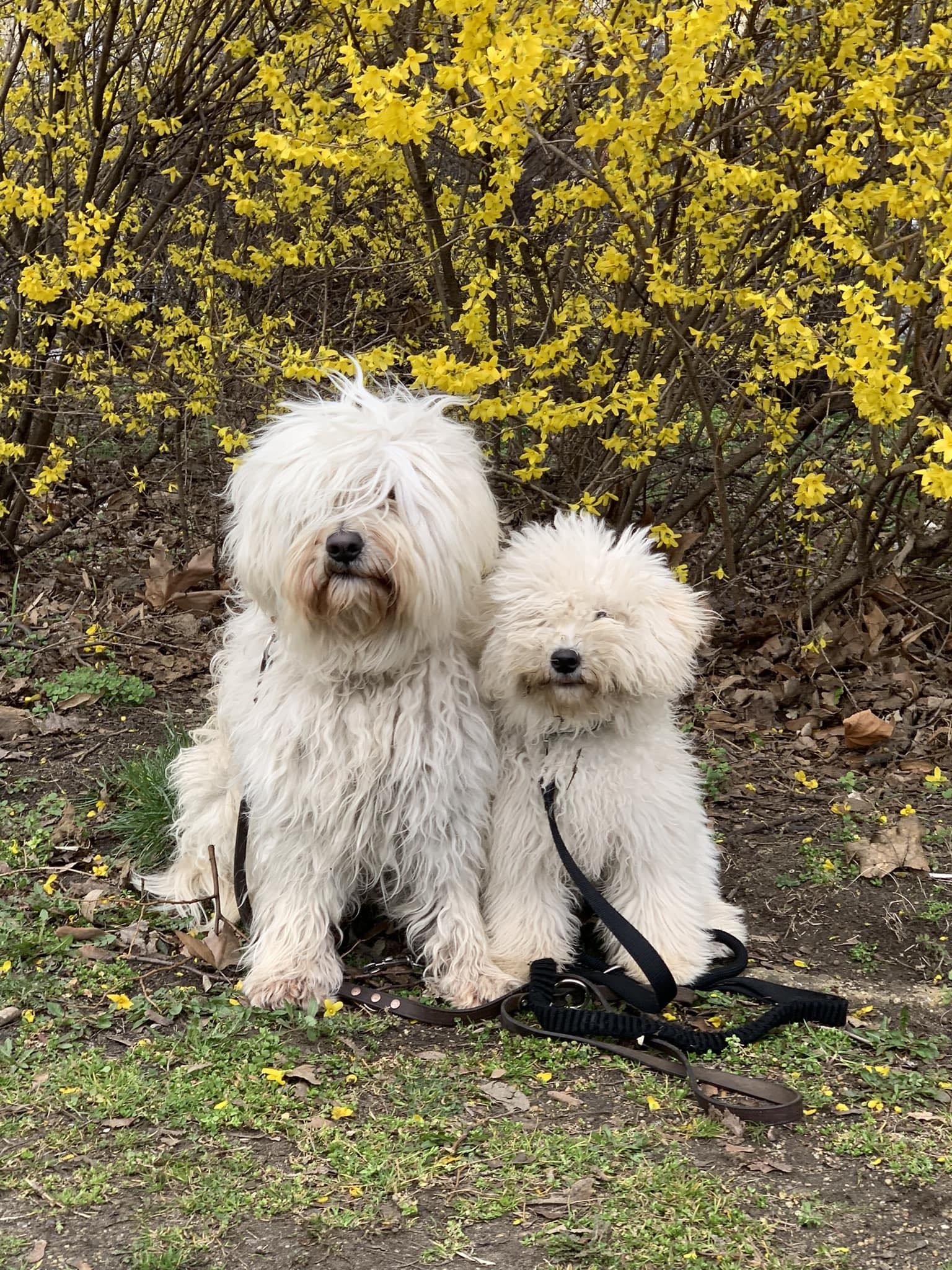 Strázsa Kutyaiskola És Panzio